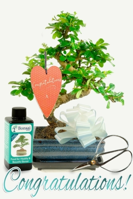 Beautiful & Artistic Flowering Congratulations Bonsai Gifts