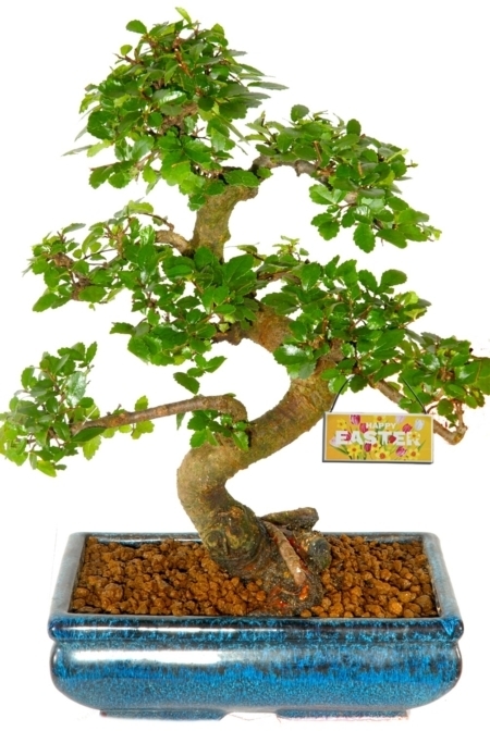 Spring bonsai tree - looking great now - spring collection of indoor bonsai trees for sale