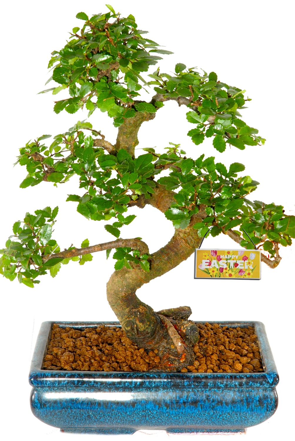 Spring bonsai tree - looking great now - spring collection of indoor bonsai trees for sale
