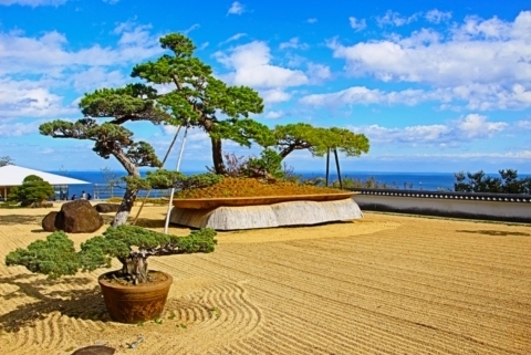 Largest bonsai tree in the world - Japanese garden Atami, Izu