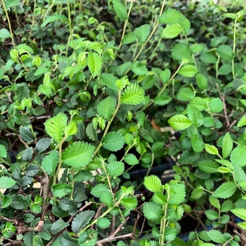 Question about the care of an Chinese Elm Indoor Bonsai