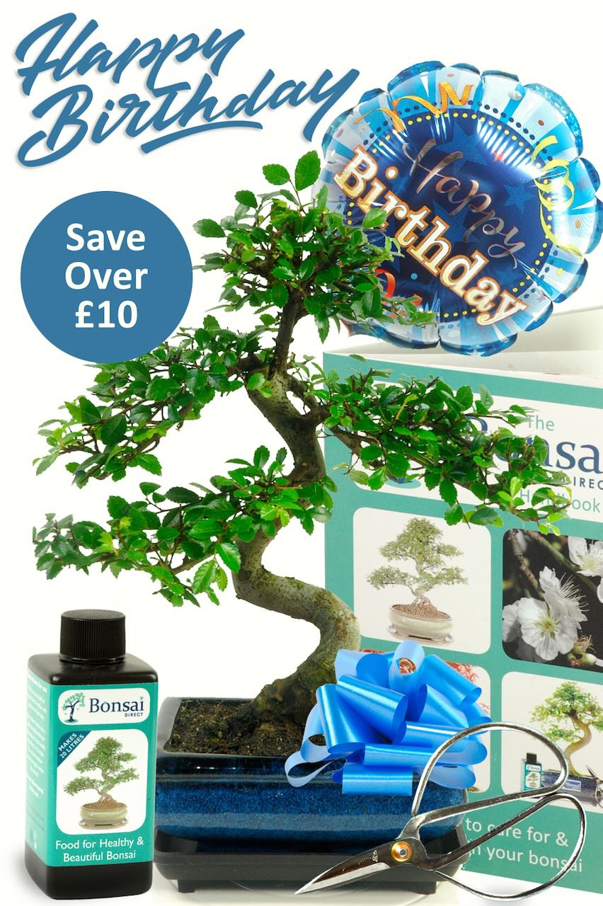 Happy Birthday for Him – Chinese Elm Gift