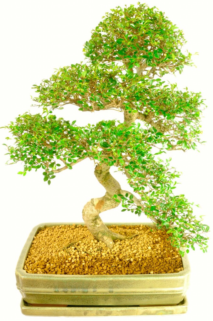 Extra-Large Chinese Elm Bonsai Tree