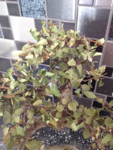 Dry Chinese Elm