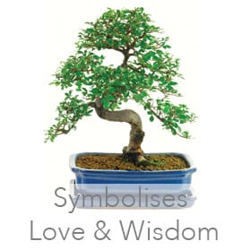 Chinese Elm (Ulmus parvifolia) indoor bonsai