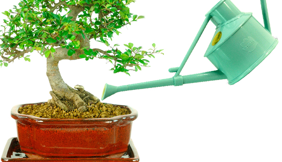Watering Indoor Bonsai Trees