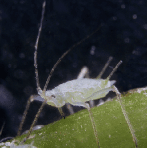 How to treat Aphid