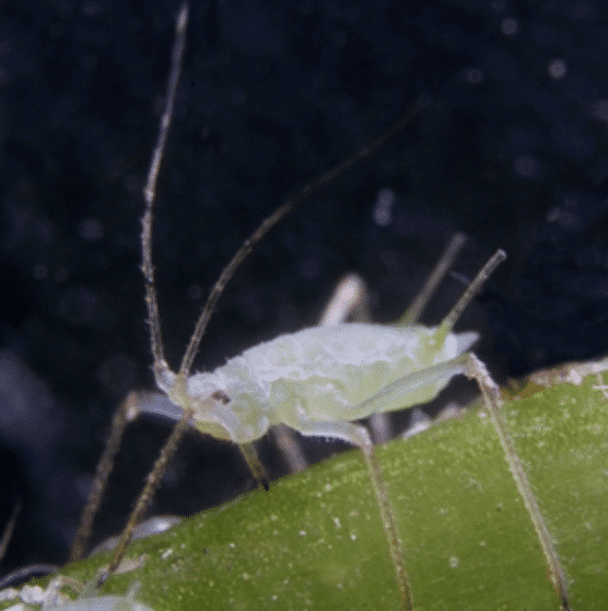 How to treat Aphid