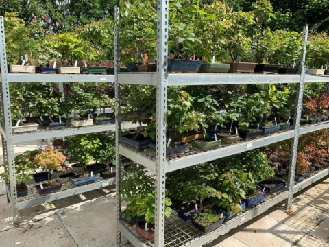 Bonsai Direct outdoor bonsai