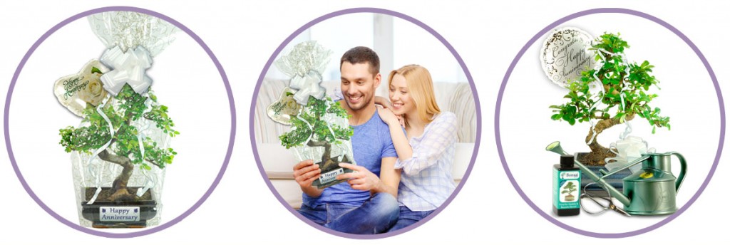 Anniversary bonsai gifts from bonsai direct