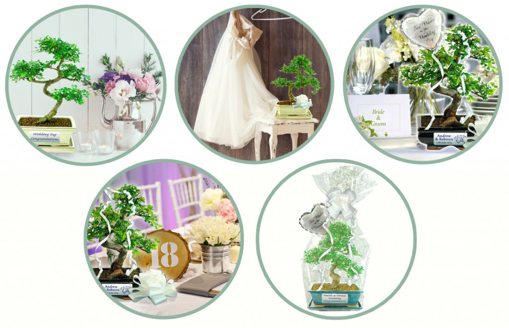 Wedding Bonsai Tree Gifts