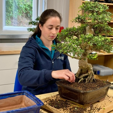 Holly's favourite bonsai is the Chinese Elm