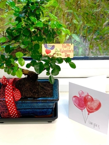 Valentine's Day plant gifts