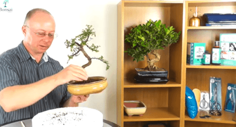 Repotting, pruning and wiring bonsai trees