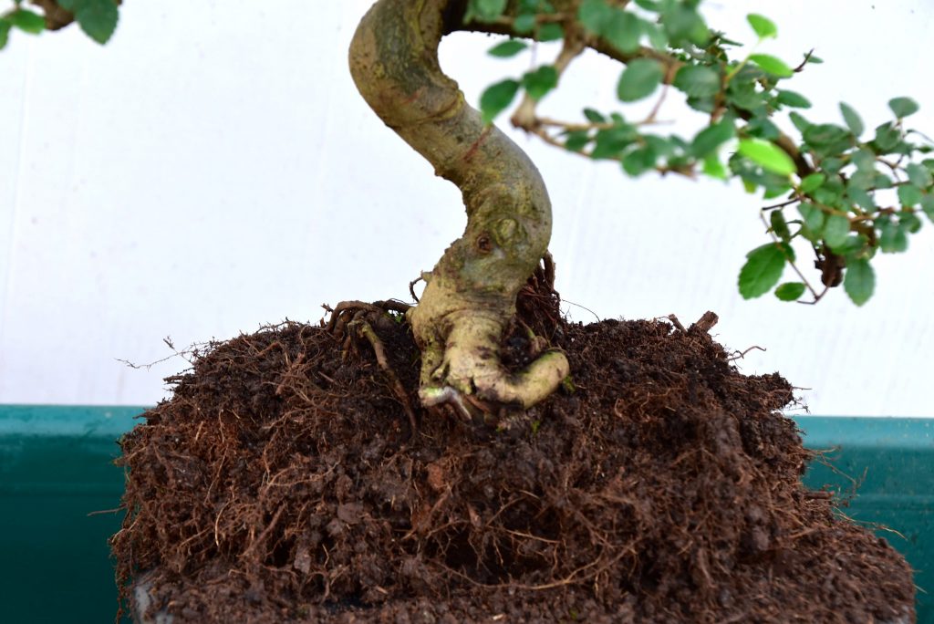 Loosen the roots of the bonsai