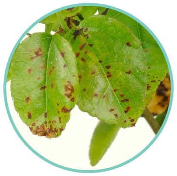 Spotty leaves on a bonsai