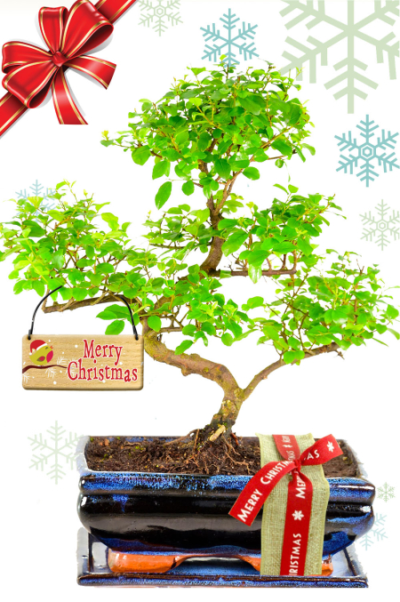 Outstanding Larger Sweet Plum - A Wondrous Christmas