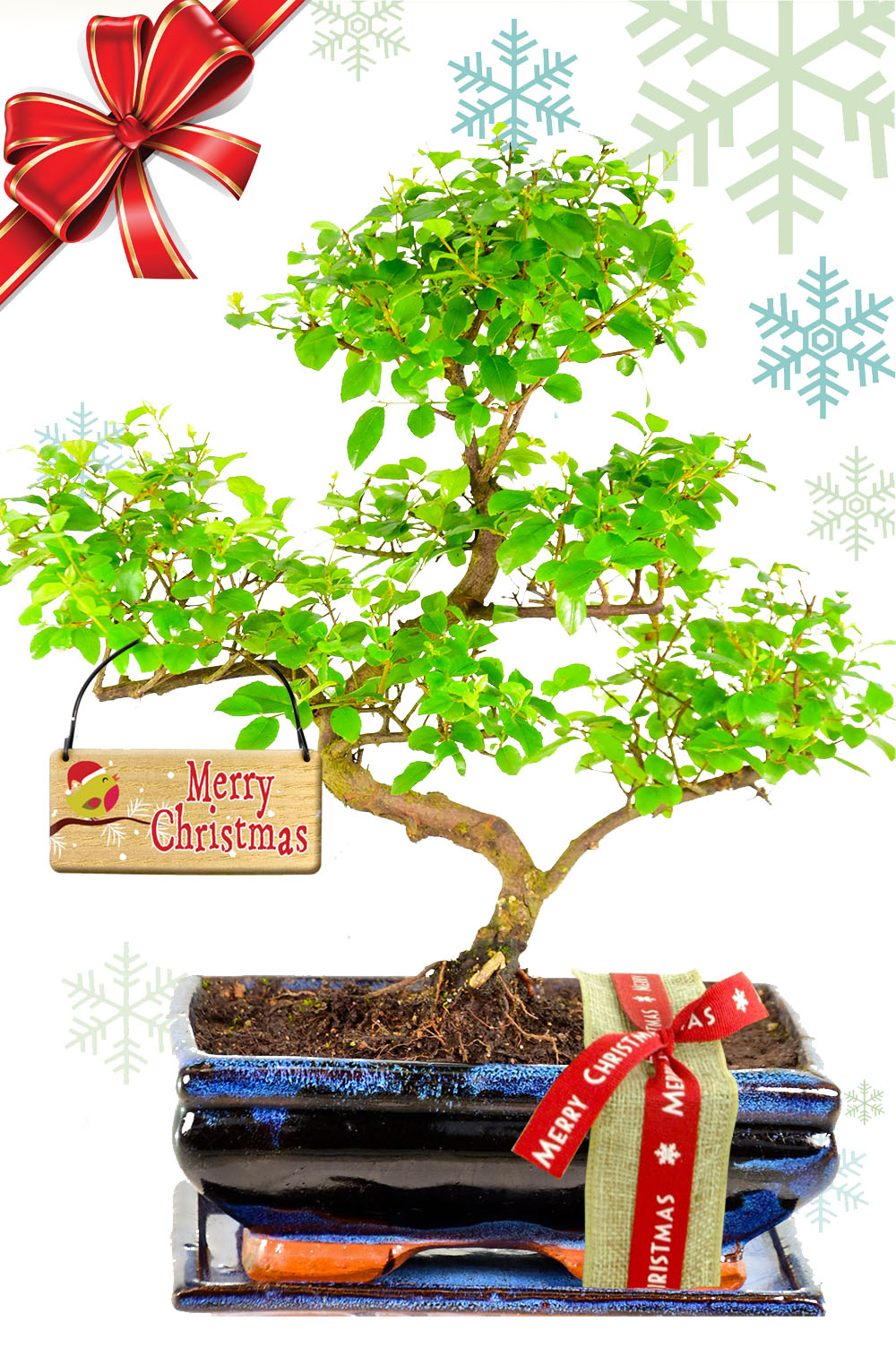 Outstanding Larger Sweet Plum - A Wondrous Christmas