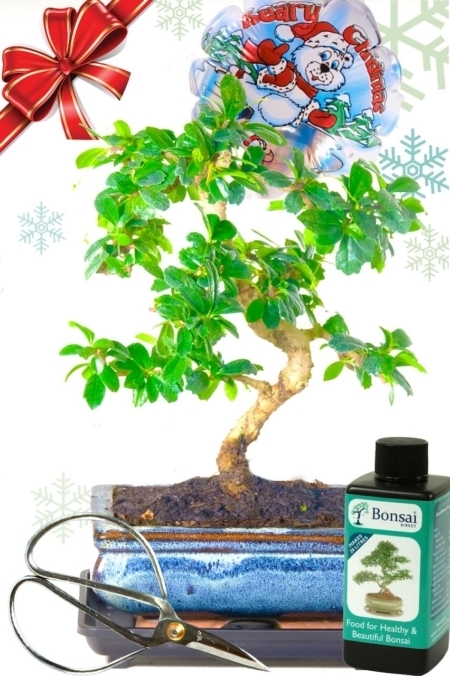 Beary Christmas Flowering Oriental Tea Tree Bonsai Gift Set - Ideal Starter Bonsai Kit
