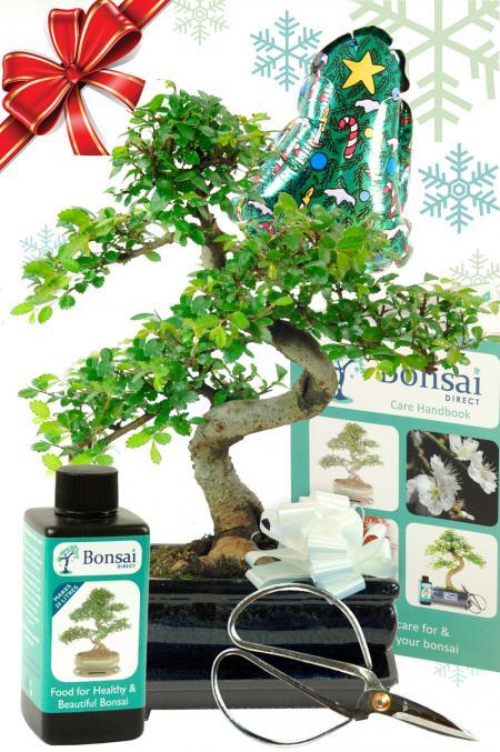 Pretty Chinese Elm indoor bonsai tree Christmas gift with starter kit! Pre-order now in time for Christmas with our FREE delivery options throughout most of the UK!
