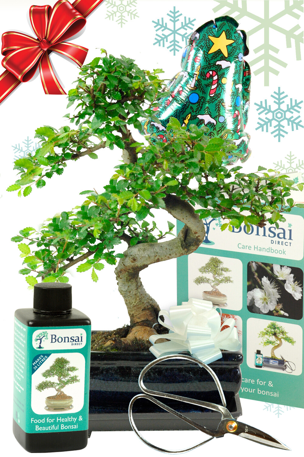 Pretty Chinese Elm indoor bonsai tree Christmas gift with starter kit! Pre-order now in time for Christmas with our FREE delivery options throughout most of the UK!
