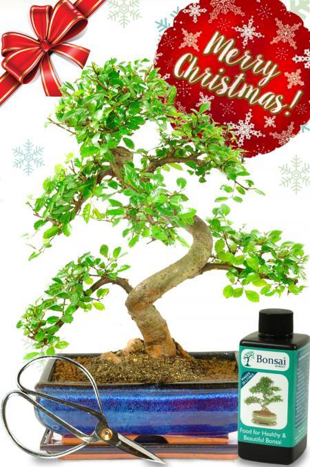 Fantastic 12 year old Chinese Elm Bonsai Christmas gift with FREE FAST UK delivery!