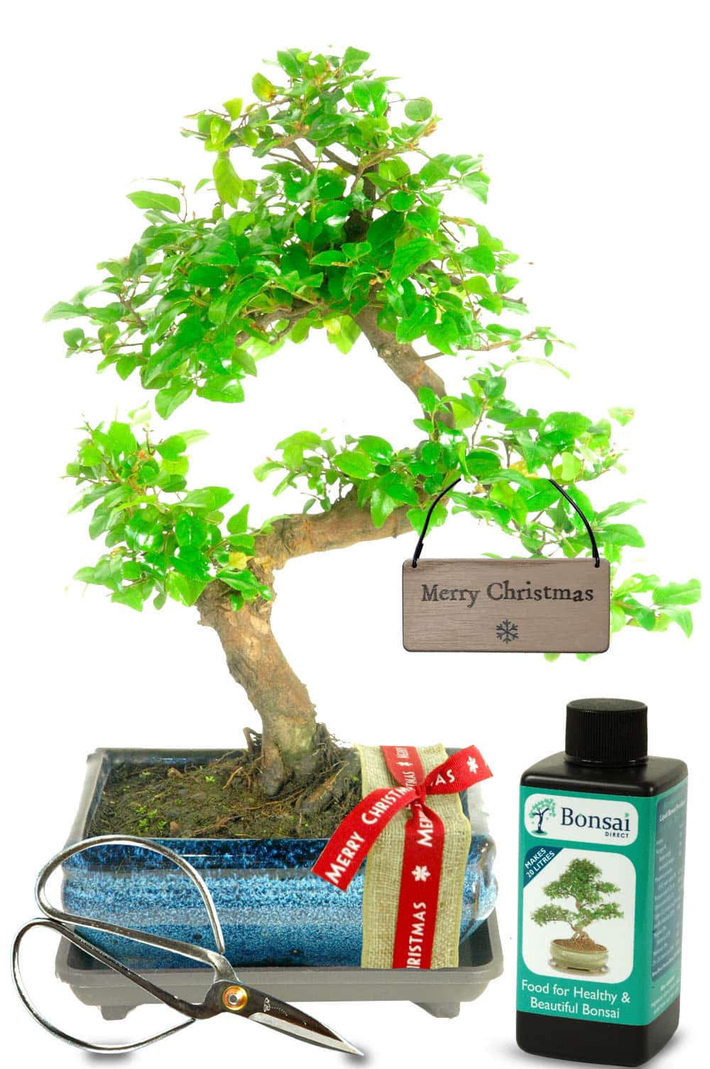 Stylish fruiting indoor bonsai Christmas gift set for beginners with Merry Christmas snowflake tag