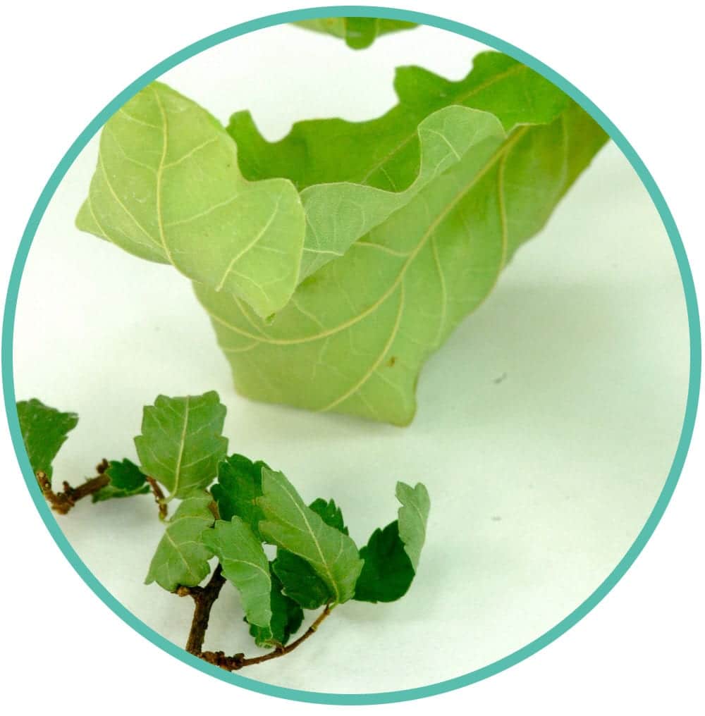 Crispy leaves on your bonsai