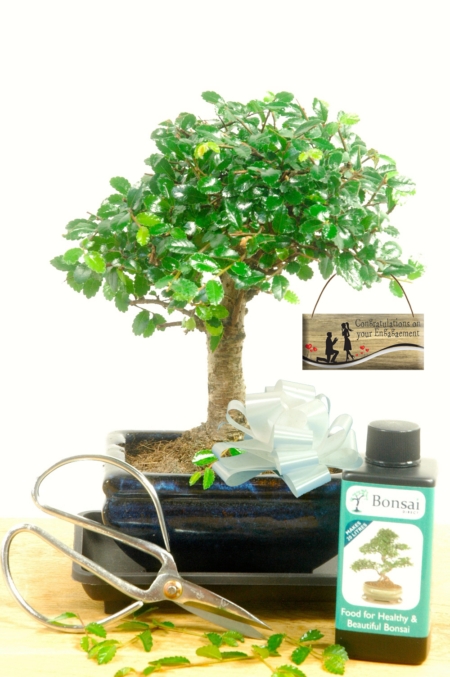 Baby Chinese Elm engagement bonsai gift for sale UK