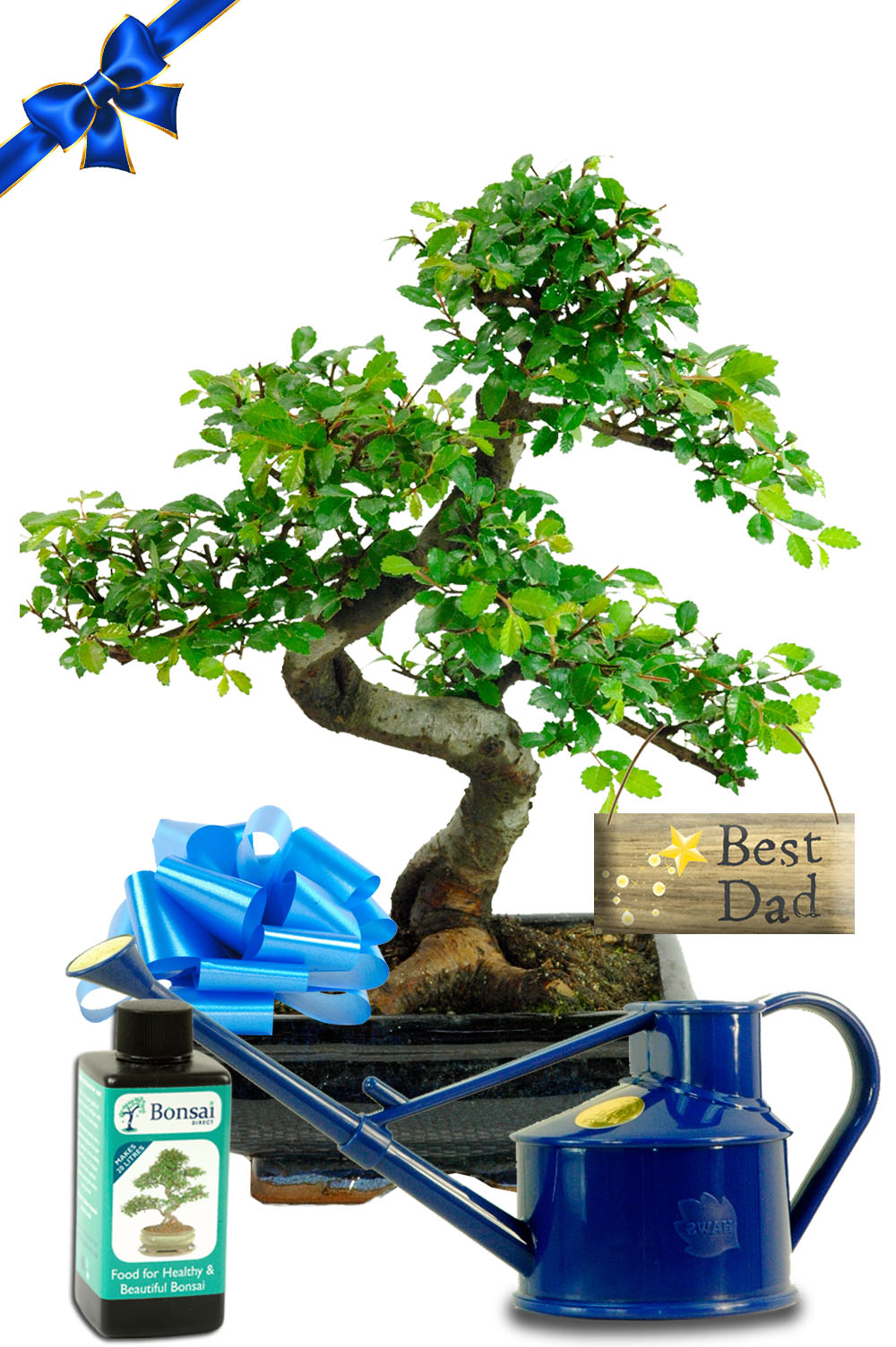 Special Bonsai Tree Gift for Dad