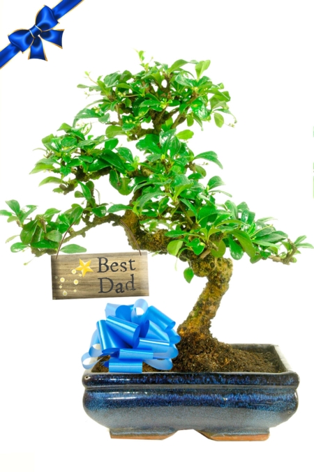 Mature 12 year old Medium sized flowering bonsai - Best dad gift