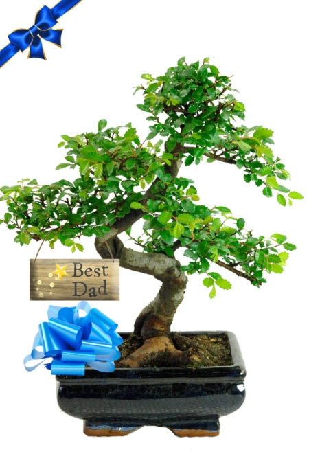 Fun and beautiful Twisty Father's Day beginners bonsai for sale