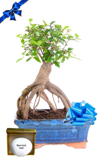Extremely exposed Chinese Elm bonsai tree for sale - Special Dad pebble included | Great Father's Day gift!