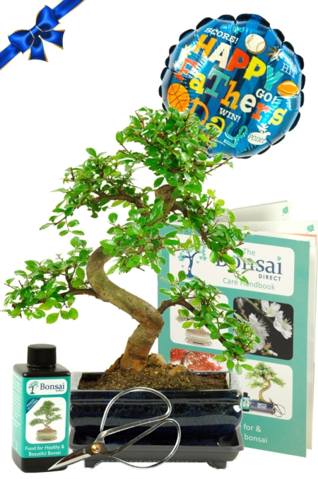Remarkable twiggy & Twisty Chinese Elm Bonsai tree | Father's Day Gift set