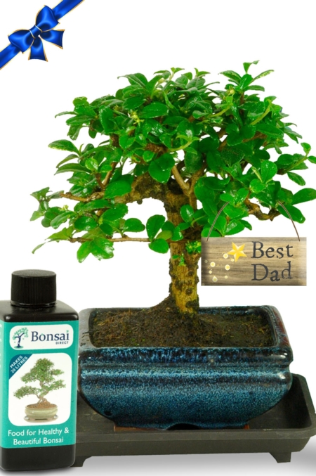 Artistic Flowering Oriental Style Father's Day Bonsai Kit