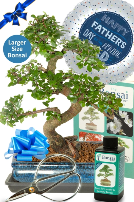 Larger Comprehensive Father's Day Bonsai Kit | A Top Choice