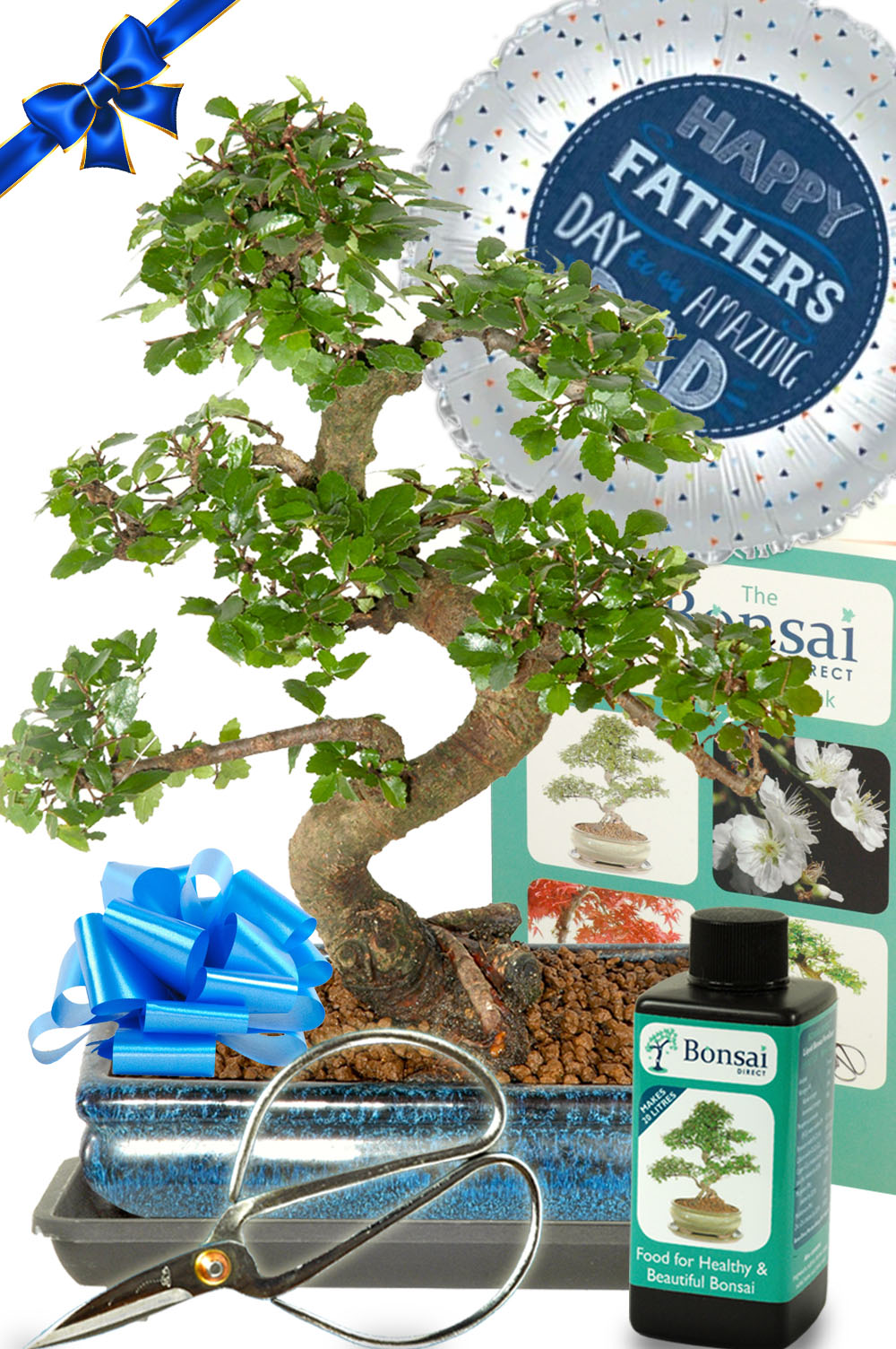 A wonderful Father's Day plant gift - larger sized bonsai!