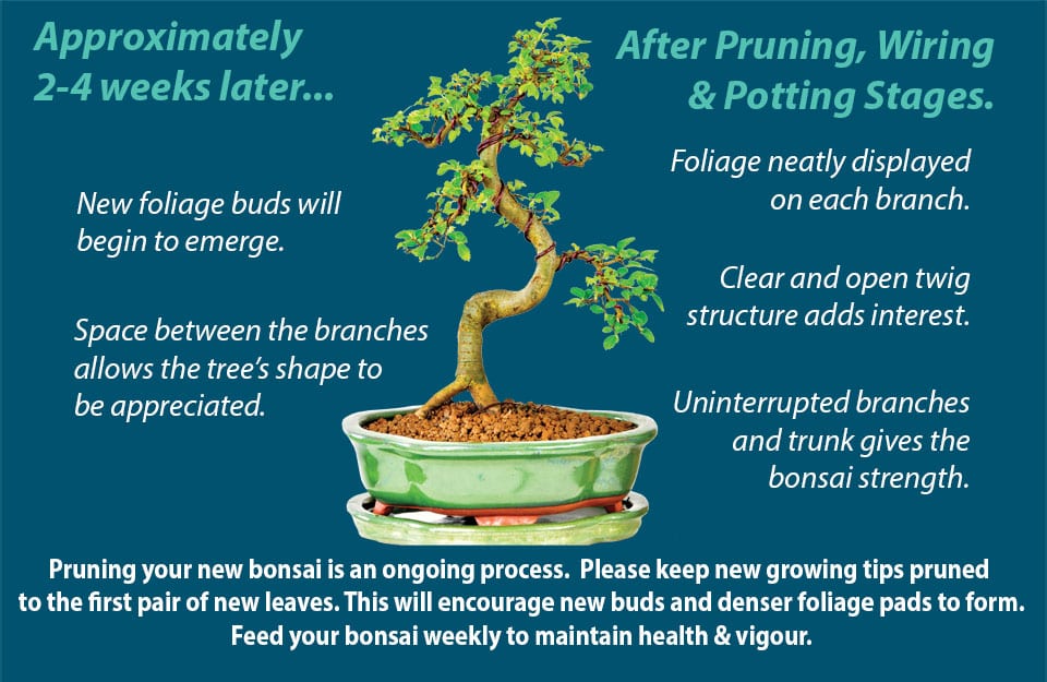 Bonsai pruning guide step 7