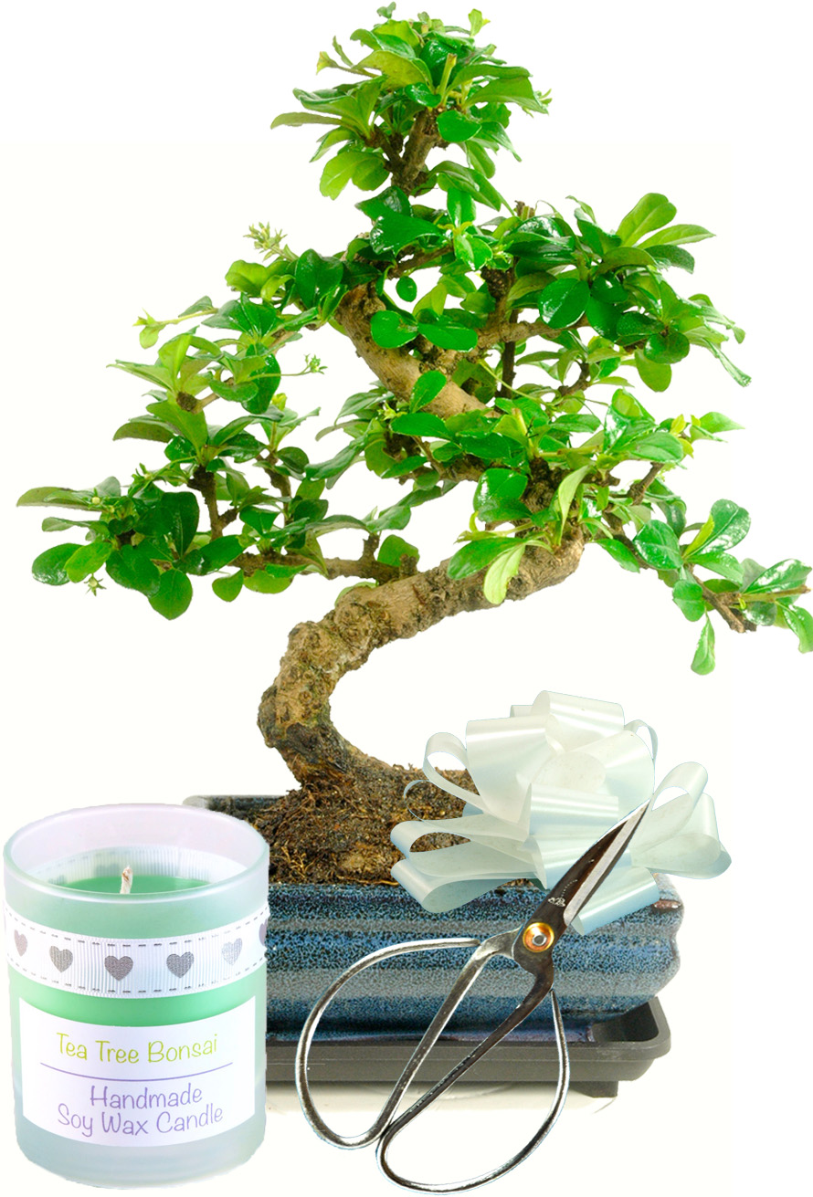 Twisty Tea Tree bonsai gift set with scented candle for sale UK