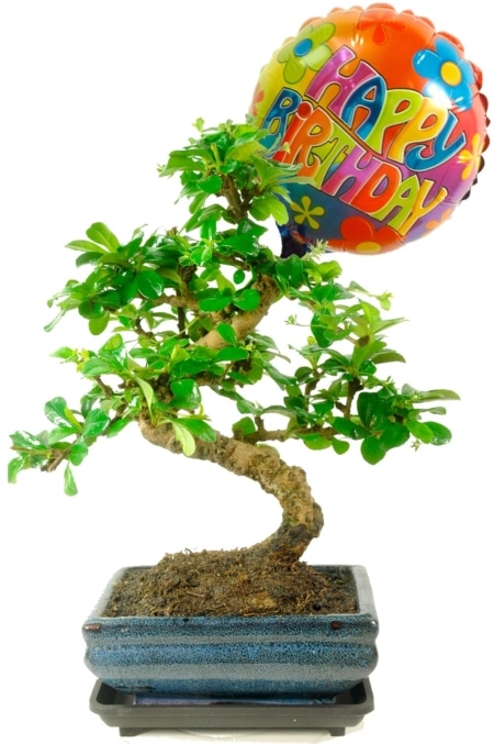 Birthday Plants Delivered | Flowering Birthday Bonsai Gift Set