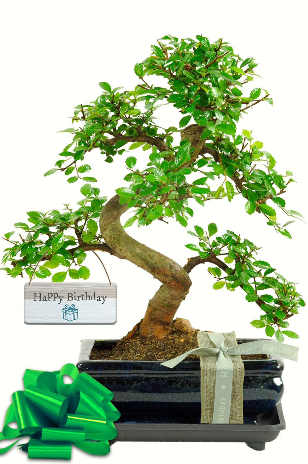 Bonsai Chinese Elm - Unusual Gift for Him or Her