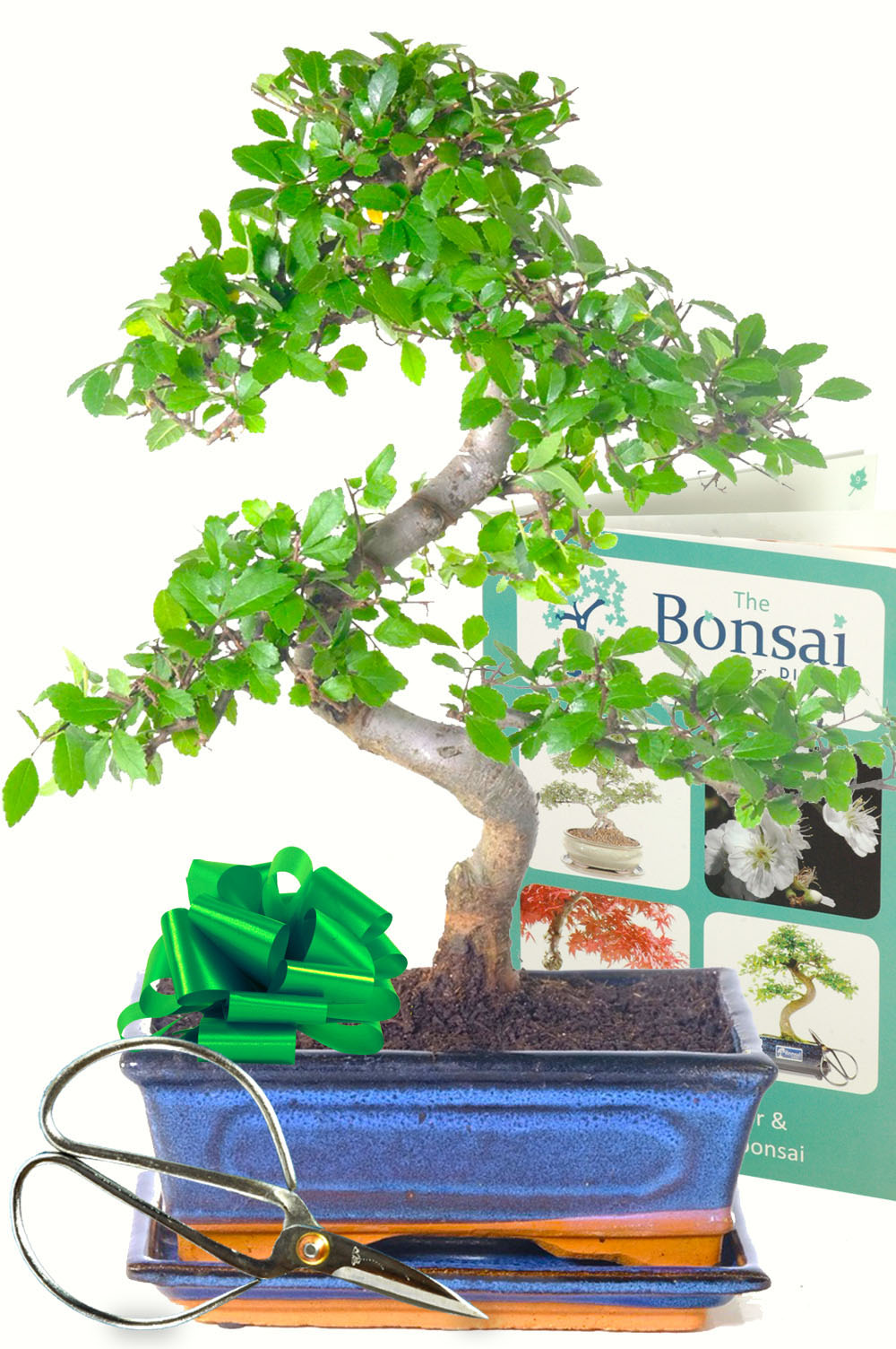 Chinese Elm Bonsai Starter Pack - 12 years old