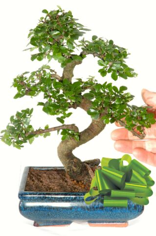 Most popular mid sized Chinese Elm bonsai tree for beginners for sale