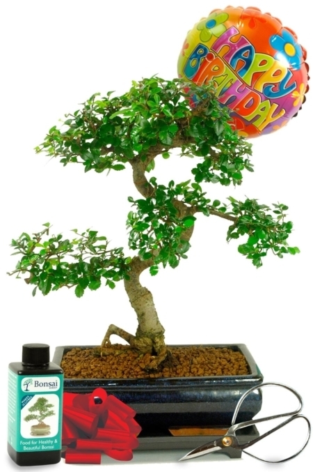 Unique Birthday Gift | Large Indoor Bonsai Starter Kit