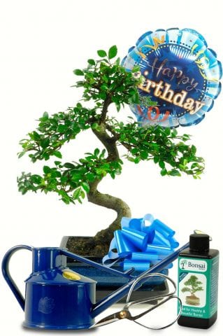 Awesome birthday gift idea | Unique and unusual bonsai plant gift