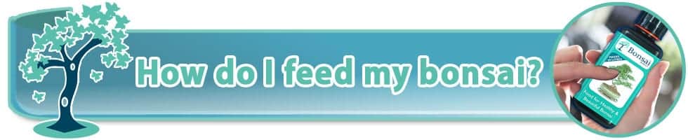 Feeding indoor bonsai trees