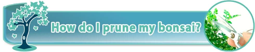 How do I prune my bonsai tree?
