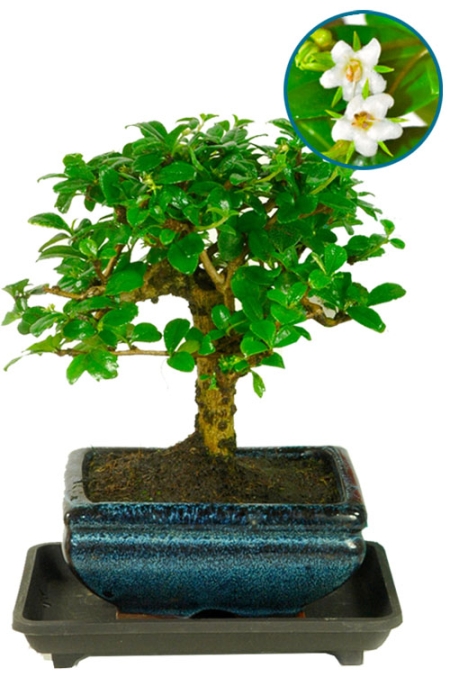 Flowering Baby Bonsai Tree with Drip Tray | Fukien Tea Tree