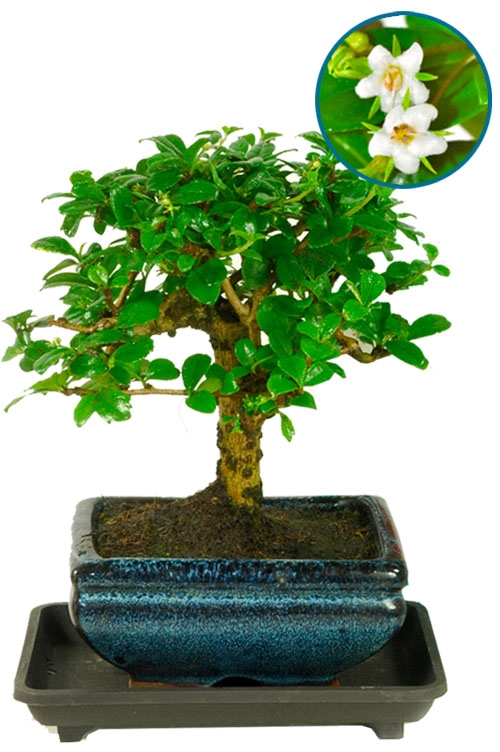 Flowering Baby Bonsai Tree with Drip Tray | Fukien Tea Tree