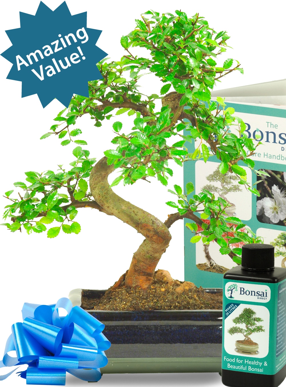Amazing beginners Chinese Elm starter bonsai kit
